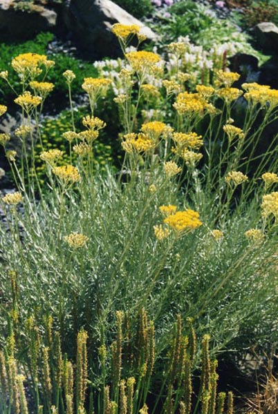 Helichrysum italicum photo